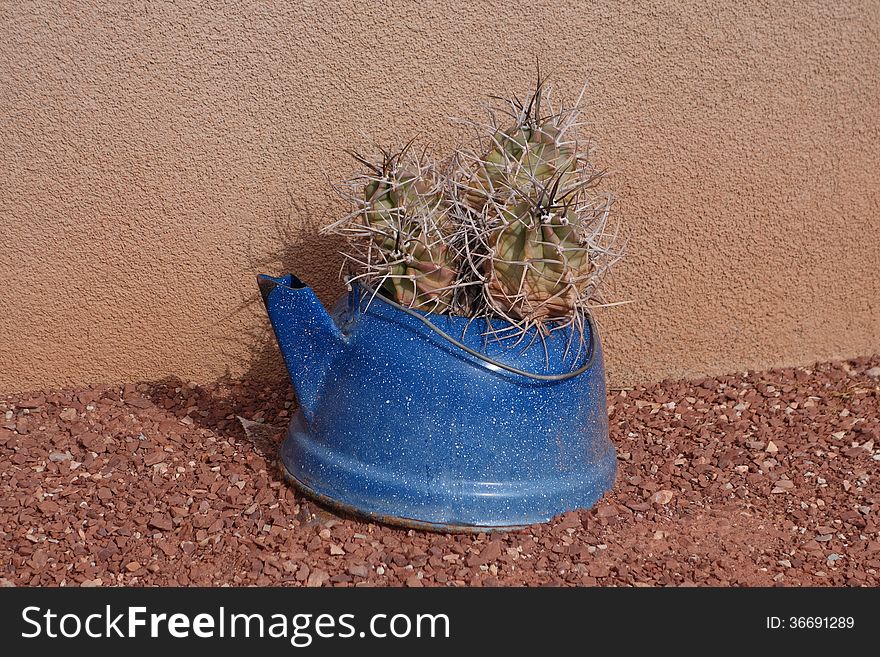 A picture of a cactus in a blue pot.