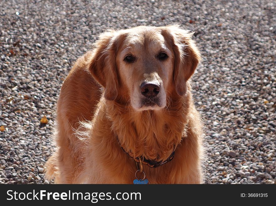 A picture of a golden doodle in color.