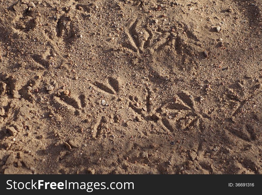 Bird tracks in the sand