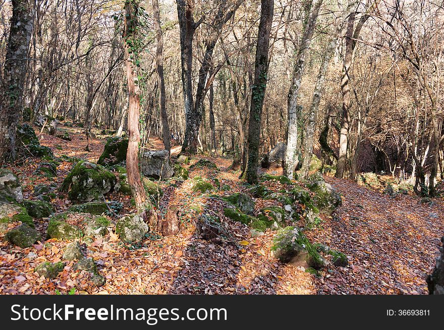 Forest in October, cloudy weather, the road passing through the forest, conifers. Forest in October, cloudy weather, the road passing through the forest, conifers