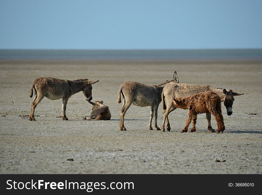 A herd of Feral Puttalam wild Booruwa donkys with suckling young. A herd of Feral Puttalam wild Booruwa donkys with suckling young.