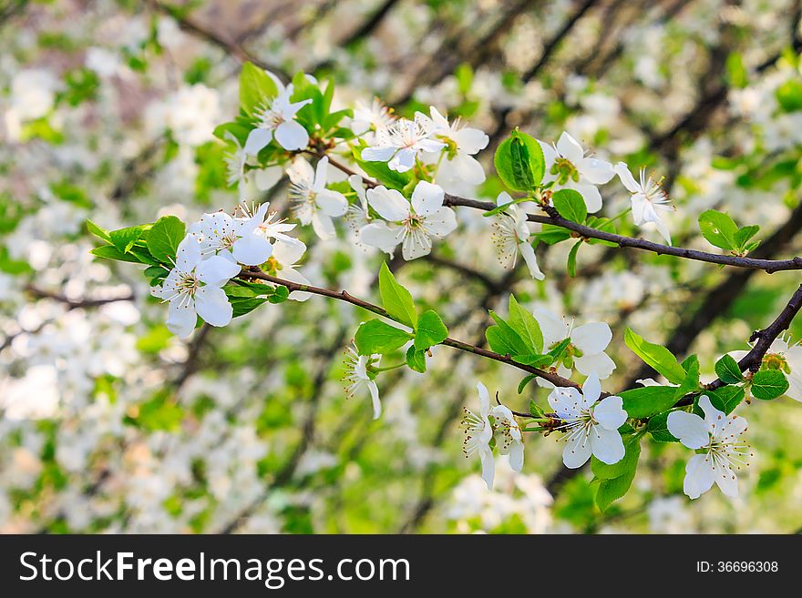 Flowers of apple tree on a grass