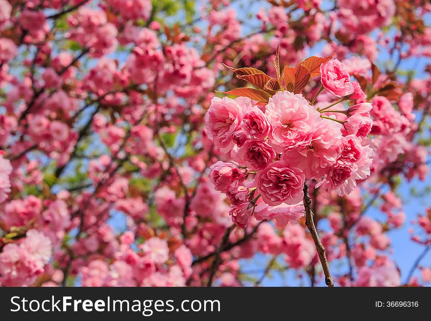 Delicate pink flowers blossomed Japanese cherry trees. Delicate pink flowers blossomed Japanese cherry trees