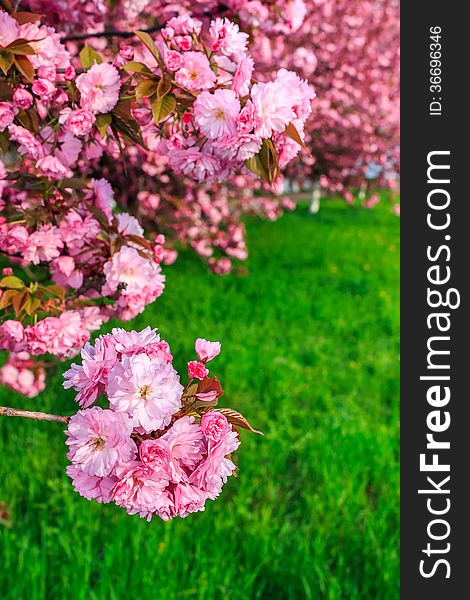 Pink flowers on the branches of Japanese sakura blossomed above fresh green grass in spring. Pink flowers on the branches of Japanese sakura blossomed above fresh green grass in spring