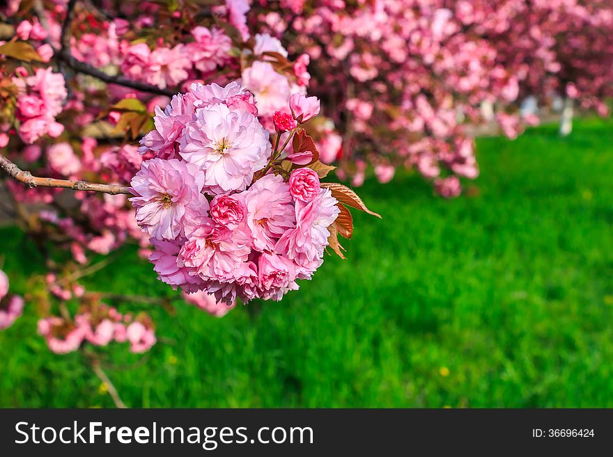 Pink flowers on the branches of Japanese sakura blossomed above fresh green grass in spring. Pink flowers on the branches of Japanese sakura blossomed above fresh green grass in spring