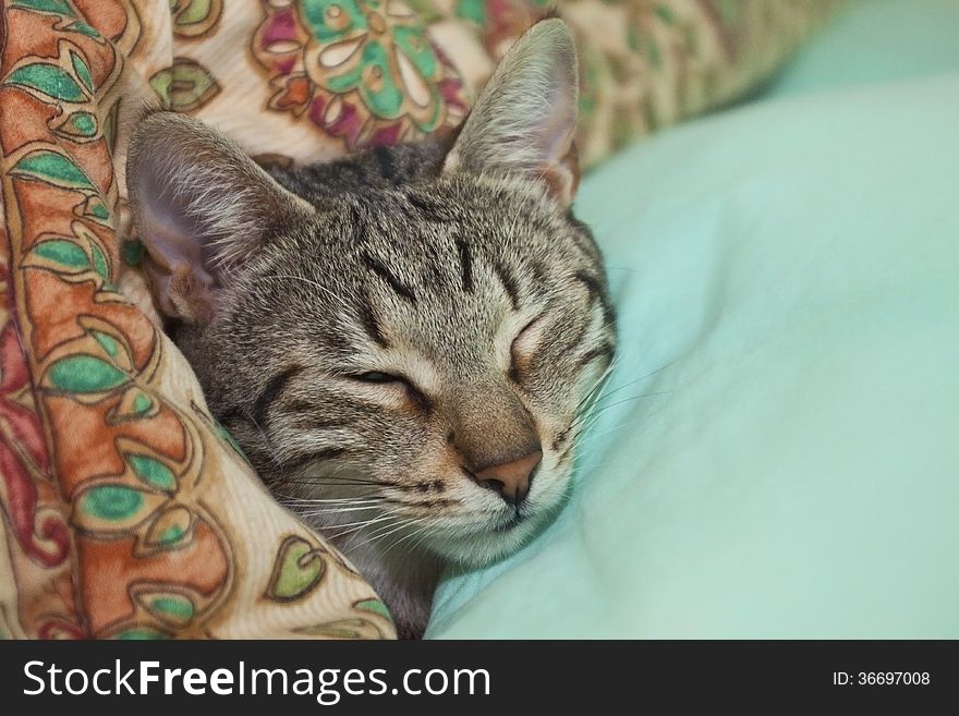 Cat sleeping in the bed. Cat sleeping in the bed