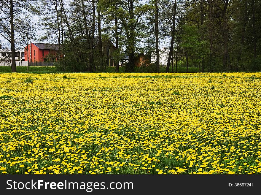 A beautiful meadow near town of Litovel full of yellow dandelion. A beautiful meadow near town of Litovel full of yellow dandelion.