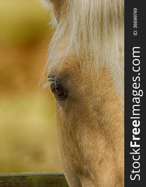 Beautiful Palomino horse portrait with soft focus background