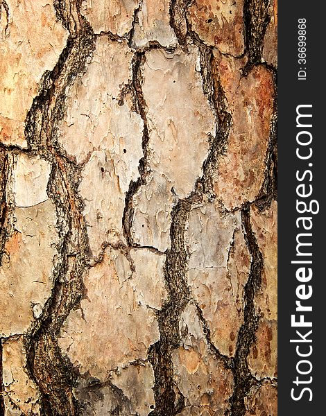 Tree trunk with slight vignette, used as background