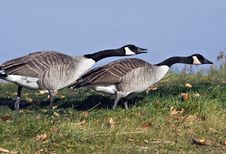 Canada Geese Stock Photos Canada Geese Stock Photos