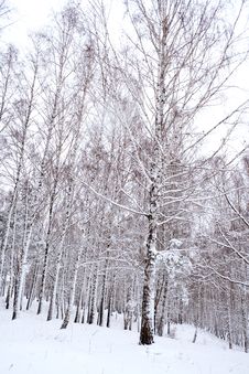 Birches Under Snow Stock Photo Birches Under Snow Stock Photo