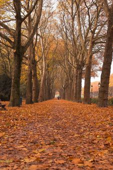 Park Alley In Autumn Stock Photo Park Alley In Autumn Stock Photo
