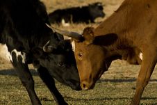 Cows Fighting Stock Images