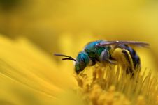 Green Bee On Yellow Flower Royalty Free Stock Photos Green Bee On Yellow Flower Royalty Free Stock Photos