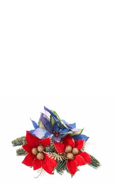 Poinsettia Royalty Free Stock Image Poinsettia Royalty Free Stock Image