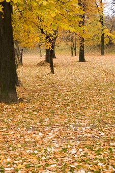Autumn Colors In Forest Royalty Free Stock Photo Autumn Colors In Forest Royalty Free Stock Photo