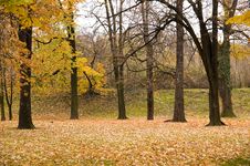 Autumn Colors In Forest Stock Images Autumn Colors In Forest Stock Images