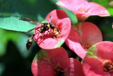 Beautiful Wasp Stock Image