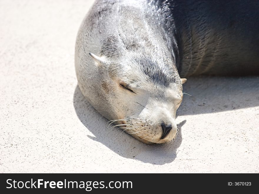 Sea lion sleeping in the sun with nice facial detail. Sea lion sleeping in the sun with nice facial detail