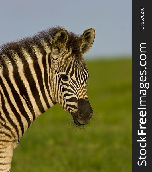 Burchell S Zebra Portrait