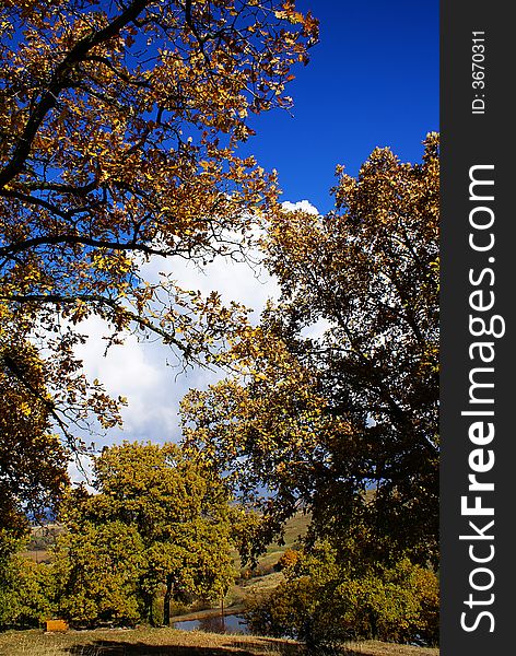 A photo in autumn, the blue sky and white clouds. A photo in autumn, the blue sky and white clouds