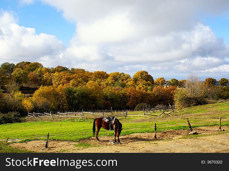 Horse in the countryside