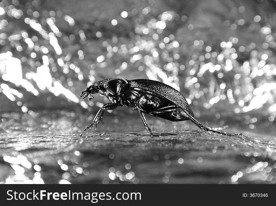 Black bug on the silver background