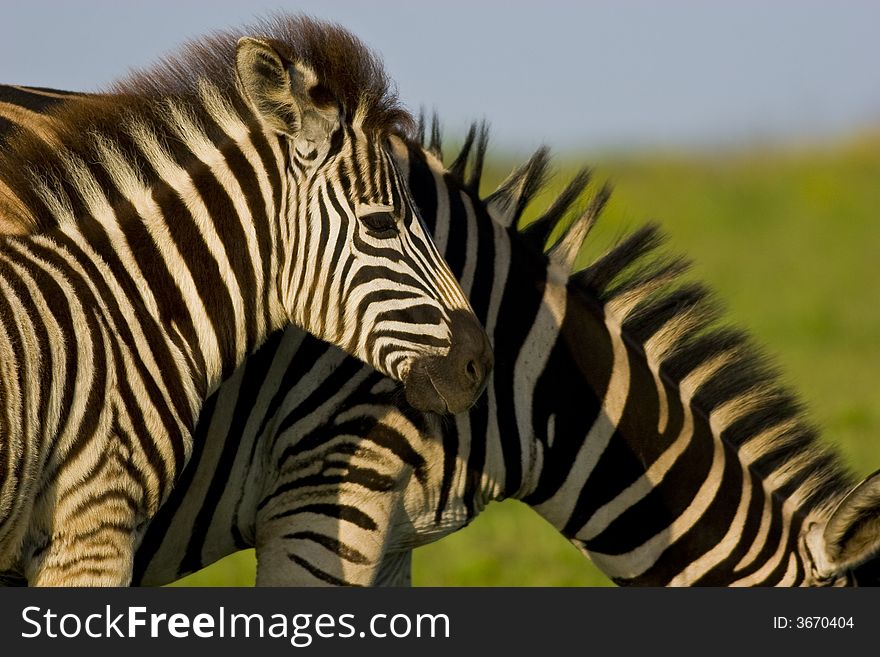 Burchells zebra foal alongside mother. Burchells zebra foal alongside mother.