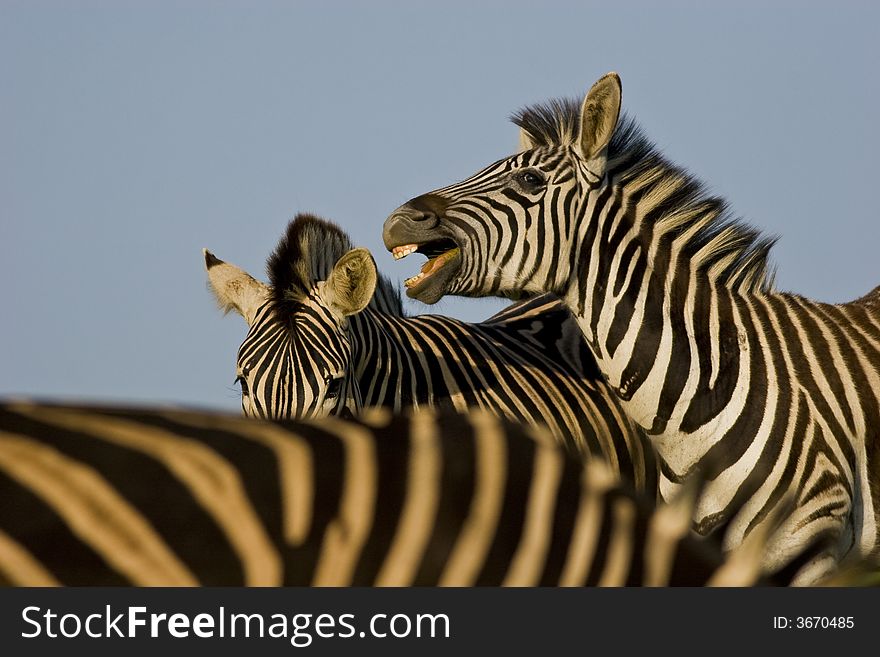 Two Burchell's zebra stallions fighting