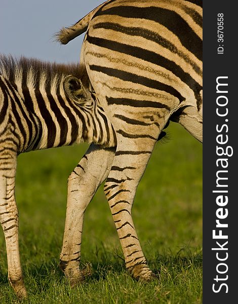 Burchell's zebra foal suckling from its mother