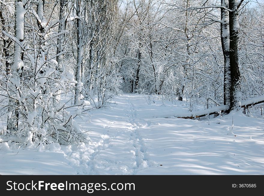 The winter forest, beautiful landscape