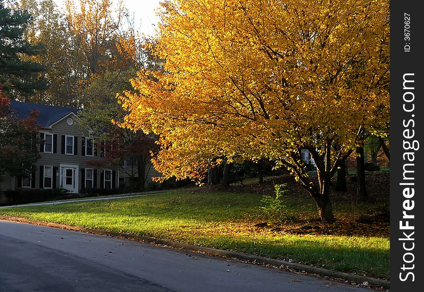Yellow Autumn Tree along road. Yellow Autumn Tree along road