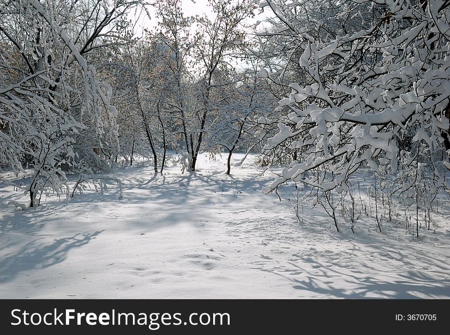 The winter forest, beautiful landscape