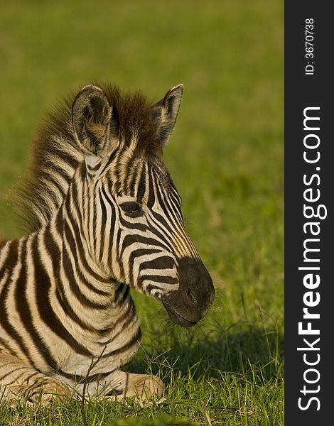 Zebra foal taking some time out!