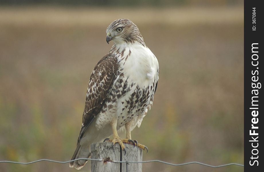 Redtail hawk sitting on a fence post