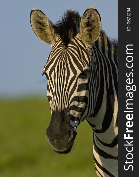 Portrait of a female zebra. Portrait of a female zebra