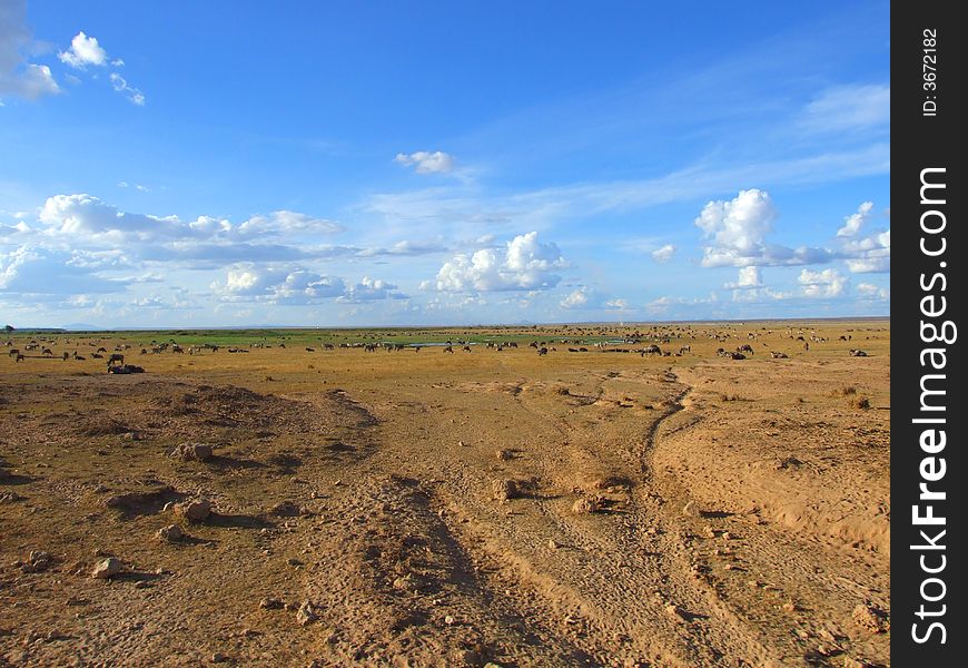 The Vast Sky And Grasslands Of Ambesoli National Park.