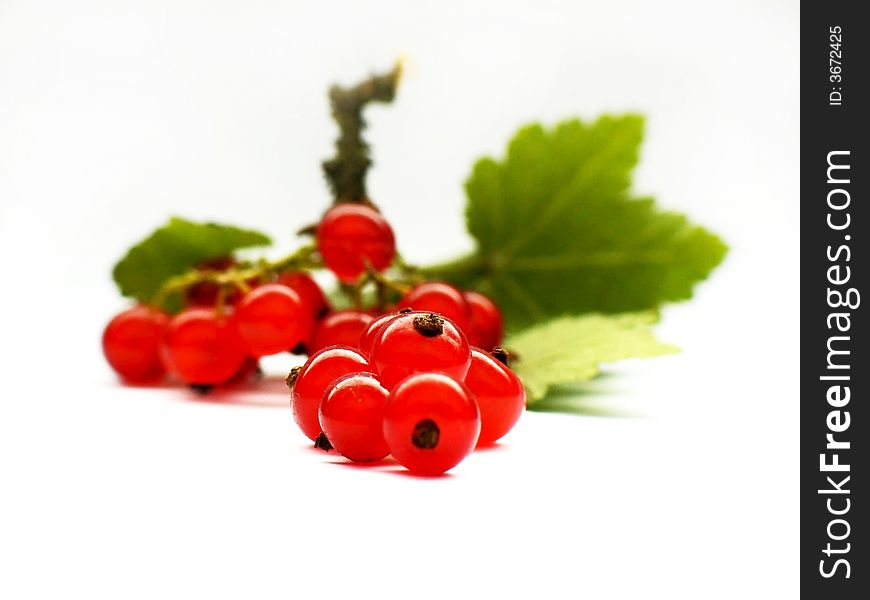 Red currant's bunch on white