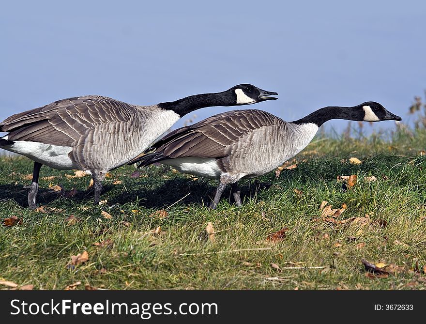 Canada goose chasing after another canada goose. Canada goose chasing after another canada goose