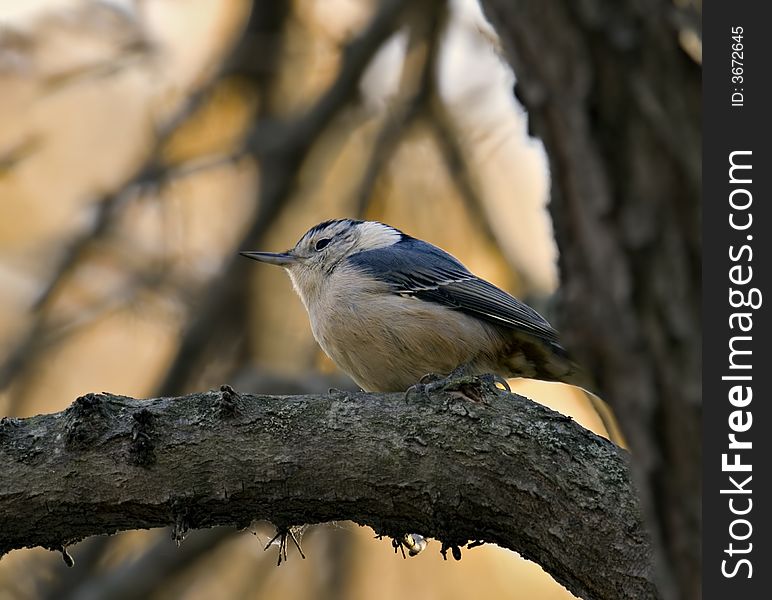 White breasted nuthatch perched in a tree