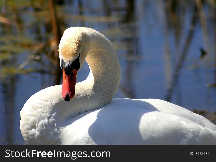 Peaceful goose looking around in a pond. Peaceful goose looking around in a pond