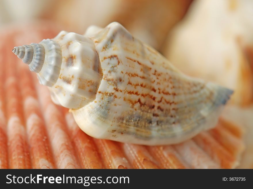 A composition of sea shells in closeup