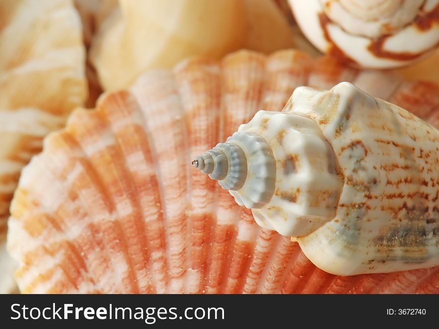 A composition of sea shells in closeup