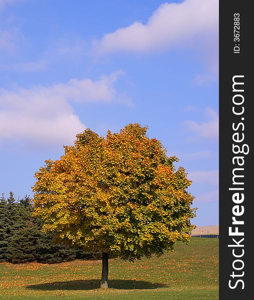 Tree On Autumn Season
