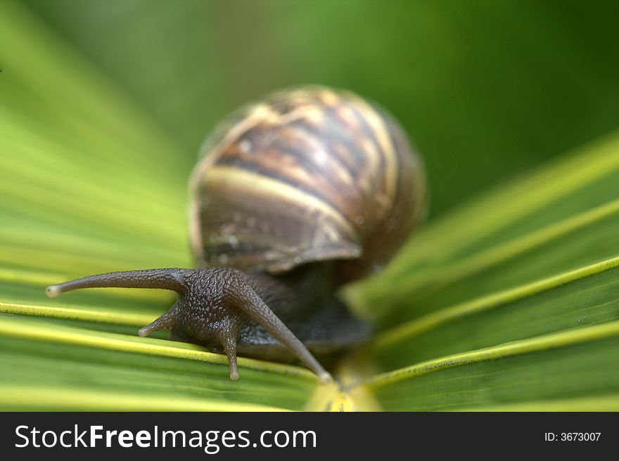 Snail on Leaf