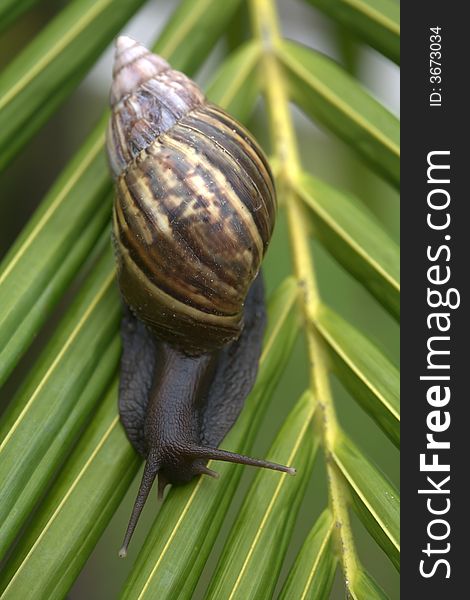 A snail on a bright green palm tree leaf. A snail on a bright green palm tree leaf.