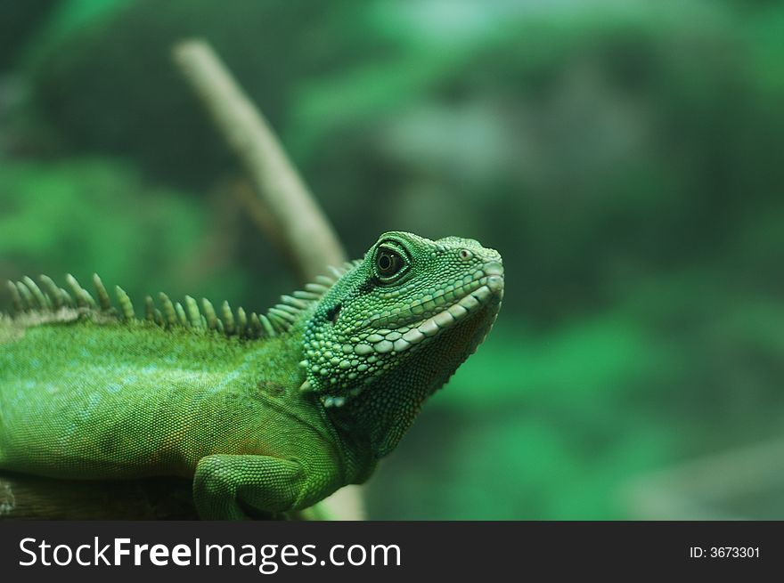 Any of numerous reptiles of the suborder Sauria or Lacertilia, characteristically having a scaly elongated body, movable eyelids, four legs, and a tapering tail. Any of numerous reptiles of the suborder Sauria or Lacertilia, characteristically having a scaly elongated body, movable eyelids, four legs, and a tapering tail.