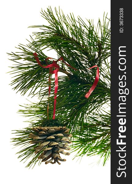 Green branch of a fir and Pine cone. Isolated on a white background. Green branch of a fir and Pine cone. Isolated on a white background