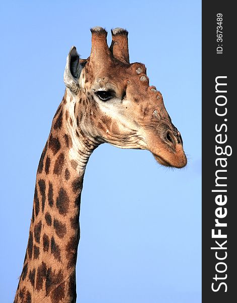 Giraffe (Giraffa cameloparadalis) staring down from its high viewpoint