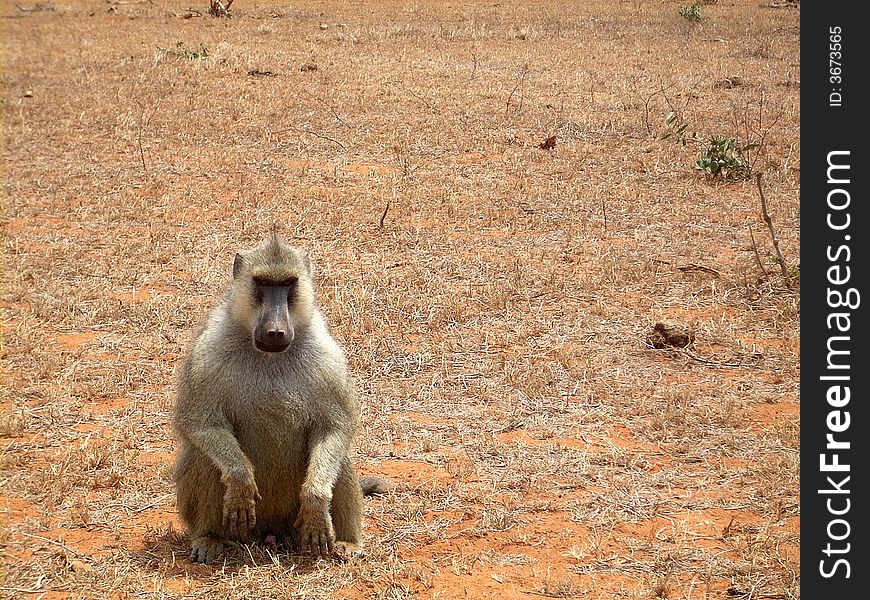 A vain baboon laying for a photo in the national park tsavo east of kenya